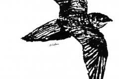 Chimney Swift in Flight Sketch