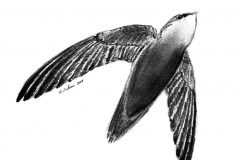 Chimney Swift in Flight