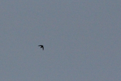 Chimney Swift in Flight