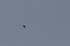 Chimney Swift in Flight