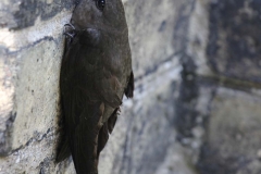 Chimney Swift on Wall