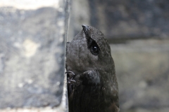 Chimney Swift