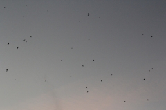 Chimney Swifts - Labatt's