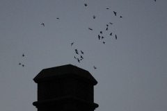 Chimney Swifts - South Collegiate