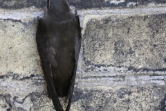 Chimney Swift on Wall