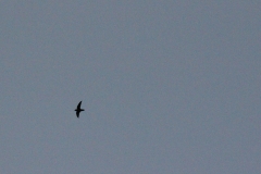 Chimney Swift in Flight