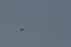 Chimney Swift in Flight