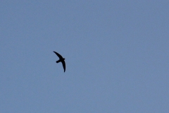 Chimney Swift in Flight