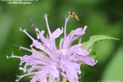 ImageOfTheMonth -2018-07-15 - Common_Oblique_Syrphid_Fly
