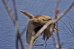 ImageOfTheMonth - 2018-09 - American Bittern