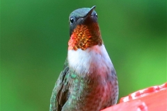 ImageOfTheMonth - 2018-10 - Ruby-Throated Hummingbird
