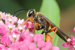 ImageOfTheMonth - 2018-12 - GreatGoldenDiggerWasp2