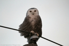 ImageOfTheMonth - 2019-01 - SnowyOwl - QuintenWiegersma2