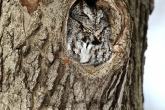 ImageOfTheMonth - 2019-02 - EasternScreech-Owl - LaureNeish2