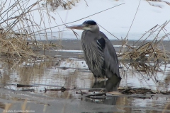 ImageOfTheMonth-2019-04-GreatBlueHeron-EstelaQuintero-Weldon2