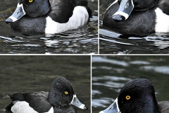 ImageOfTheMonth-2019-05-RingNeckedDuck-BenEvans