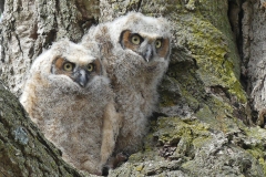 ImageOfTheMonth-2019-06-GreatHornedOwls-DerekBlake