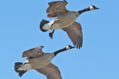 ImageOfTheMonth-2019-07-CanadaGeese-TomReaume