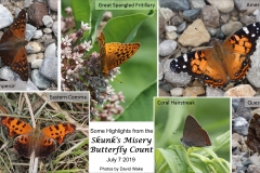 ImageOfTheMonth-2019-08-SkunksMiseryButterflyCount-DavidWake