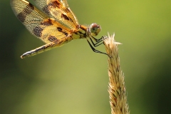 ImageOfTheMonth-2019-10-HalloweenPennant-ChrisBaldock3