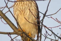ImageOfTheMonth-2019-11-CoopersHawk-JanChallis