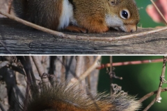 ImageOfTheMonth-2019-12-RedSquirrel_ChrisBaldock