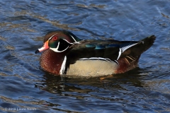 ImageOfTheMonth-2020-01-WoodDuck-LaureNeish