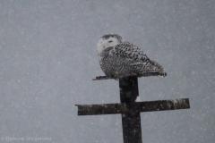 ImageOfTheMonth-2020-02-SnowyOwl-QuintenWiegersma