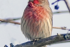 ImageOfTheMonth-2020-03-MaleHouseFinch-DwayneMyers