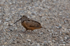 ImageOfTheMonth-2020-04-Woodcock-DaveWake