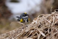 ImageOfTheMonth-2020-05-Yellow-rumpedWarbler-QuintenWiegersma