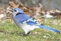 ImageOfTheMonth-2020-06-BlueJay-DwayneMyers