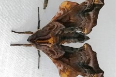 ImageOfTheMonth-2020-07-Small-eyedSphinxMoth-KarenAuzins