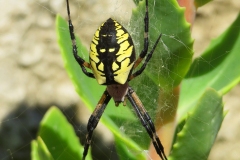 ImageOfTheMonth-2020-08-BlackAndYellowGardenSpider-JanChallis