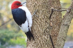 ImageOfTheMonth-2020-10-Red-headedWoodpecker-StanCaveney