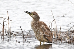 ImageOfTheMonth-2020-12-Black-crownedNight-Heron-Estela-Quintero-Weldon2