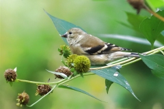 ImageOfTheMonth-2021-01-Goldfinch-ChrisBaldock