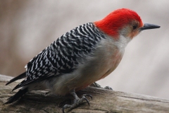 ImageOfTheMonth-2021-02-Red-belliedWoodpekcer-LissetteVerbeem