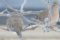 ImageOfTheMonth-2021-03-MourningDoves-DwayneMyers