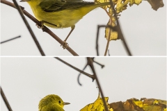 ImageOfTheMonth-2021-04-YellowWarbler_NickBell