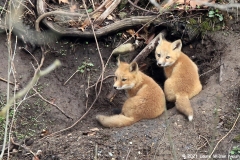 ImageOfTheMonth-2021-05-RedFox_LaureWN
