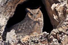 ImageOfTheMonth-2021-06-GreatHornedOwl-DerekB