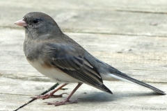 ImageOfTheMonth-2021-11-DarkEyedJunco_DMyers