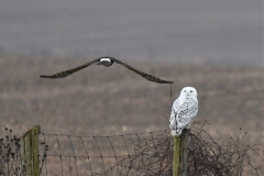 ImageOfTheMonth-2021-11-SnowyOwl_EstelaQW-2