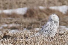 ImageOfTheMonth-2022-03-SnowyOwl_GraceE