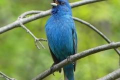 ImageOfTheMonth-2022-06-IndigoBunting-DerekB
