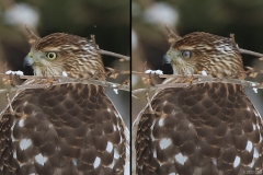 ImageOfTheMonth-2022-07-CoopersHawk_CDB