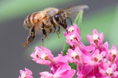 ImageOfTheMonth-2022-08-HoneyBeeAndSwampMilkweed_CDB