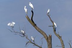 ImageOfTheMonth-2022-09-GreatEgrets_DB