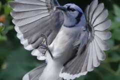 ImageOfTheMonth-2022-10-BlueJay_CDB